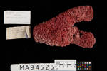 Tubipora musica, MA94525, © Auckland Museum CC BY