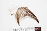 Charadrius obscurus, LB10949, © Auckland Museum CC BY