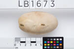 Megapodius freycinet, LB1673, © Auckland Museum CC BY
