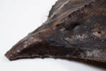 Dermochelys coriacea, LH1560, © Auckland Museum CC BY