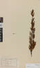 Dracophyllum uniflorum, AK7021, © Auckland Museum CC BY