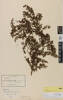 Coprosma dumosa, AK9132, © Auckland Museum CC BY