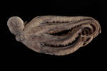 Octopus oliveri, MA119964, © Auckland Museum CC BY