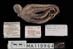Octopus oliveri, MA119964, © Auckland Museum CC BY