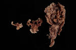 Porifera, MA124741, © Auckland Museum CC BY