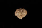 Porifera, MA656534, © Auckland Museum CC BY
