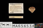 Porifera, MA656534, © Auckland Museum CC BY