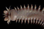 Annelida Polychaeta Nereididae, MA118718, © Auckland Museum CC BY