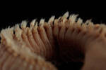 Annelida, MA43678, © Auckland Museum CC BY
