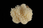 Acropora, MA167281, © Auckland Museum CC BY