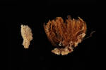 Porifera, MA656542, © Auckland Museum CC BY