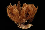Porifera, MA656542, © Auckland Museum CC BY