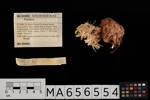 Porifera, MA656554, © Auckland Museum CC BY