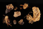 Porifera, MA656641, © Auckland Museum CC BY