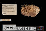 Porifera, MA656643, © Auckland Museum CC BY