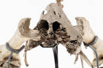 Pachyornis elephantopus, LB5950, © Auckland Museum CC BY