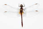 Diplacodes bipunctata, AMNZ25332, © Auckland Museum CC BY