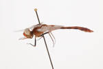 Diplacodes bipunctata, AMNZ25332, © Auckland Museum CC BY