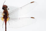 Diplacodes bipunctata, AMNZ88044, © Auckland Museum CC BY