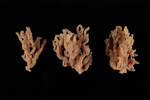 Porifera, MA131614, © Auckland Museum CC BY