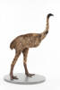 Dinornis robustus, LB4361, © Auckland Museum CC BY