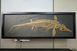 Ichthyosaurus intermedius, LH1630, © Auckland Museum CC BY