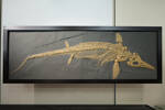 Ichthyosaurus intermedius, LH1630, © Auckland Museum CC BY