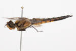 Libellula quadramaculata, AMNZ136480, © Auckland Museum CC BY