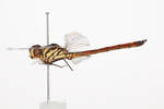 Lathrecista asiatica asiatica, AMNZ136485, © Auckland Museum CC BY