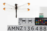 Arthropoda Hexapoda Insecta Ectognatha Pterygota Odonata Anisoptera LIBELLULOIDEA LIBELLULIDAE Cratilla metallica, AMNZ136488, © Auckland Museum CC BY