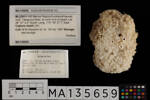 Porifera, MA135659, © Auckland Museum CC BY