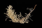 Cnidaria Hydrozoa, MA136908, © Auckland Museum CC BY