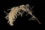 Cnidaria Hydrozoa, MA136908, © Auckland Museum CC BY