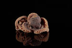 Mollusca Cephalopoda Octopoda, MA123888, © Auckland Museum CC BY