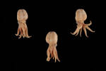Mollusca Cephalopoda, MA123876, © Auckland Museum CC BY