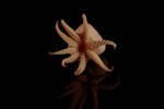 Mollusca Cephalopoda, MA123876, © Auckland Museum CC BY