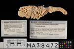Cnidaria Anthozoa Octocorallia Pennatulacea, MA38472, © Auckland Museum CC BY