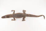 Alligator mississippiensis, LH634, © Auckland Museum CC BY