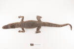 Alligator mississippiensis, LH634, © Auckland Museum CC BY