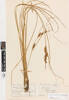 Carex longiculmis; AK214408; © Auckland Museum CC BY