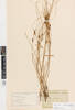Carex litorosa; AK2750; © Auckland Museum CC BY