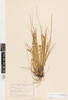 Carex testacea, AK2629, © Auckland Museum CC BY