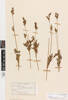 Juncus kraussii australiensis, AK2970, © Auckland Museum CC BY