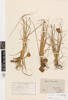 Juncus caespiticius; AK2994; © Auckland Museum CC BY