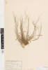 Deschampsia tenella, AK223534, © Auckland Museum CC BY