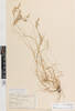 Rytidosperma unarede, AK1662, © Auckland Museum CC BY