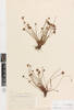 Isolepis distigmatosa, AK2137, © Auckland Museum CC BY