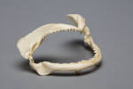 Carcharhinus falciformis, MA38085, © Auckland Museum CC BY