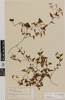 Calystegia sepium; AK7395; © Auckland Museum CC BY