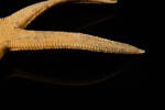 Astropecten armatus, MA79140, © Auckland Museum CC BY
